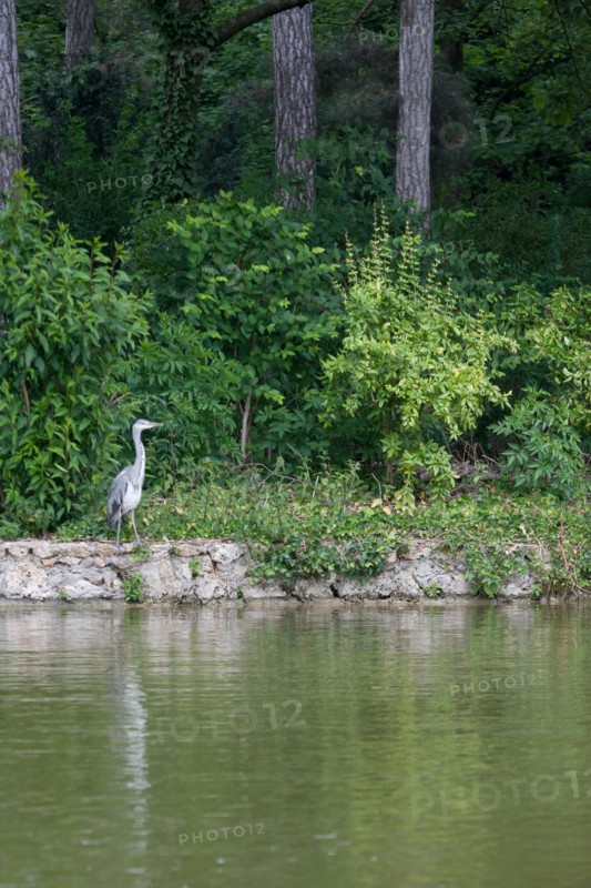 France, Région Ile de France, Paris 16e arrondissement, Bois de Boulogne, étang du Réservoir