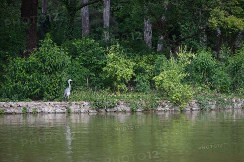 France, Région Ile de France, Paris 16e arrondissement, Bois de Boulogne, étang du Réservoir