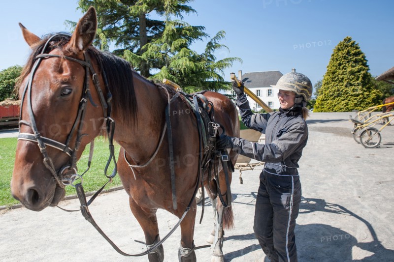 Manche,  Haras de Bellevent