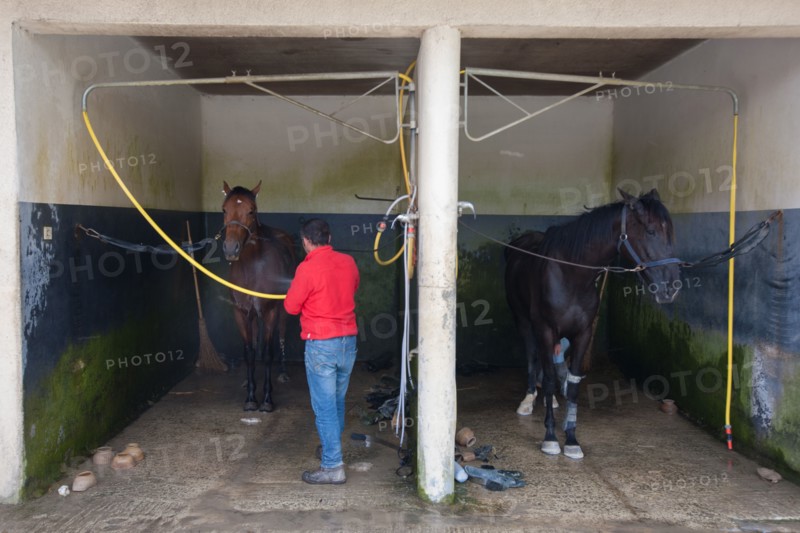 Manche,  Haras de Bellevent