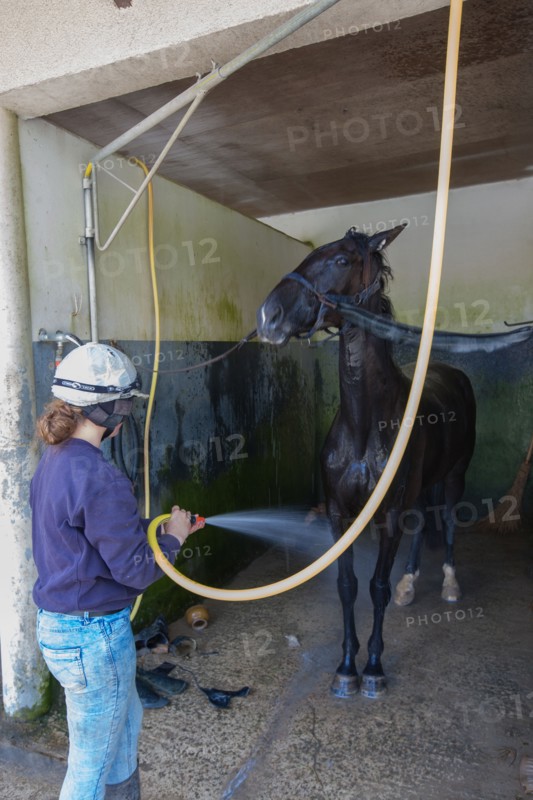 Manche,  Haras de Bellevent