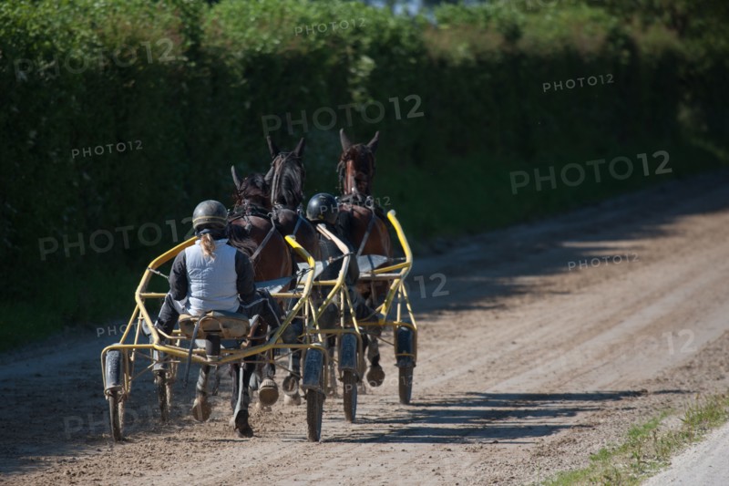 Manche,  Haras de Bellevent