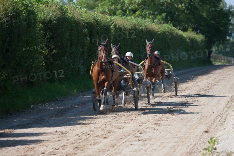 Manche,  Haras de Bellevent