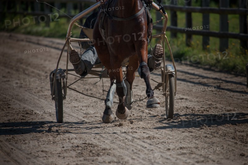 Manche,  Haras de Bellevent