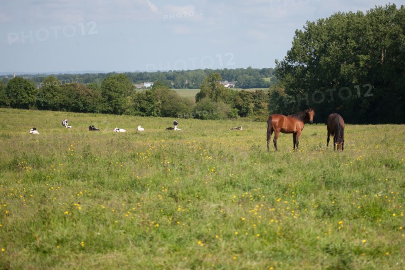 Manche,  Haras de Bellevent