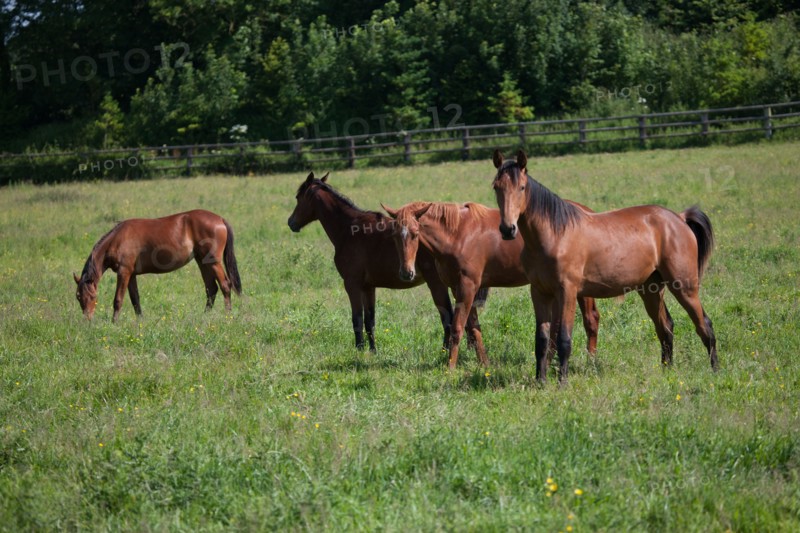 Manche,  Haras de Bellevent