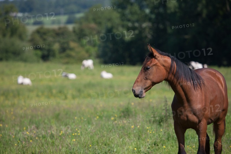 Manche,  Haras de Bellevent