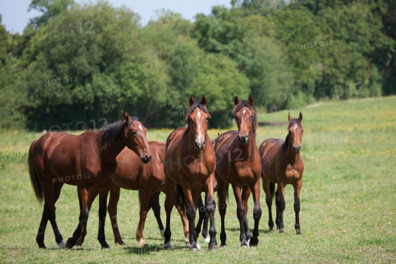 Manche,  Haras de Bellevent