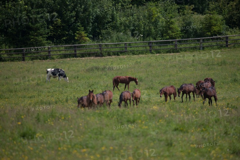 Manche,  Haras de Bellevent