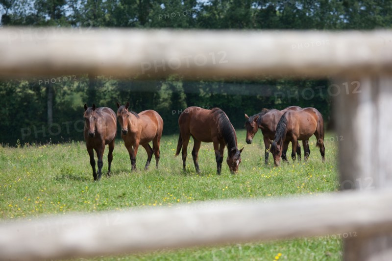 Manche,  Haras de Bellevent