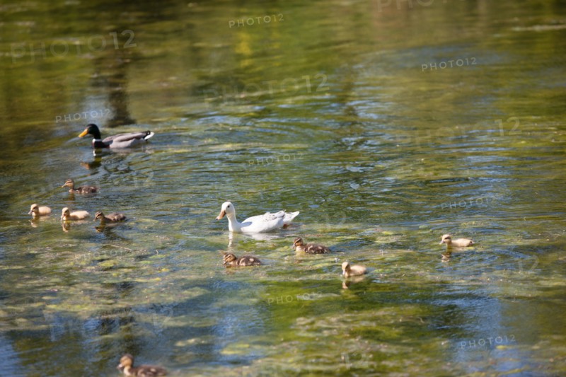 Paris 16e arrondissement,  Bois de Boulogne