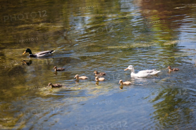 Paris 16e arrondissement,  Bois de Boulogne