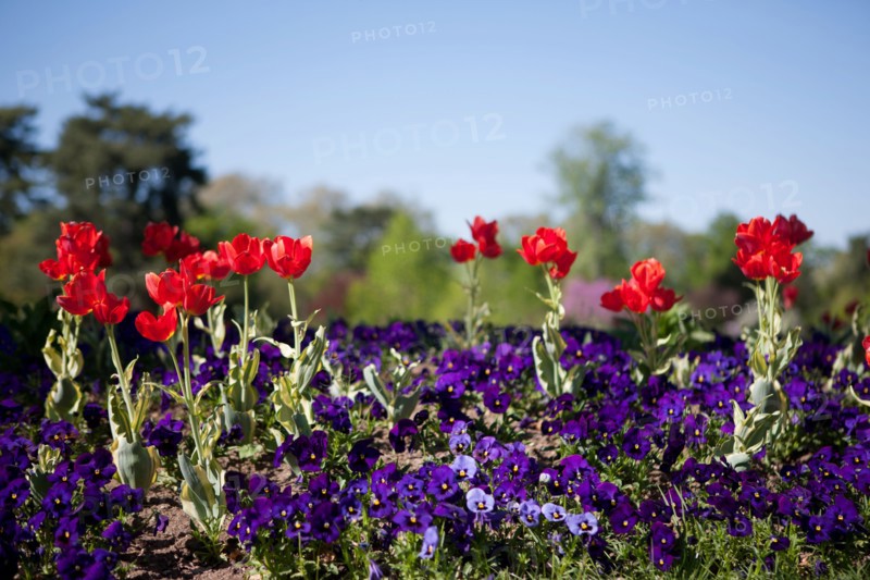 France, Région Ile de France, Paris 16e arrondissement, Bois de Boulogne, jardin du Pré Catelan, fleurs, tulipes
