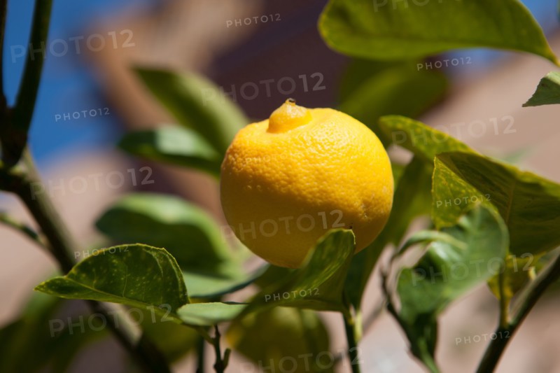 Marrakech,  Zaraba