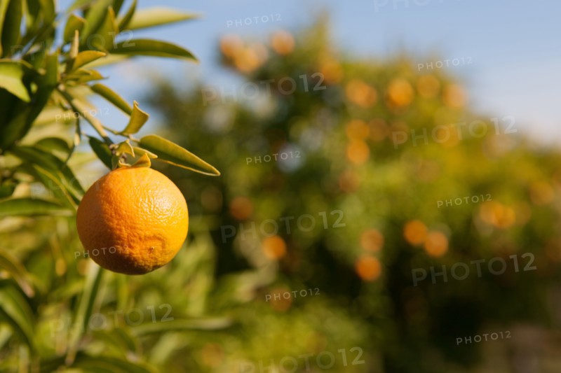 Marrakech,  Zaraba