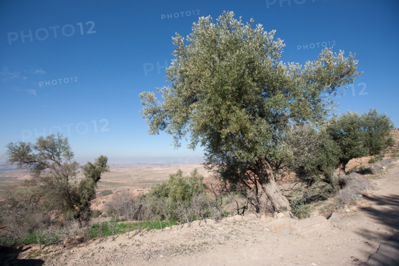 Afrique du nord, Maroc, Marrakech, pied du Haut Atlas, route d'Amizmiz, en direction de Sidi Brahim,