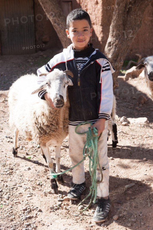 Afrique du nord, Maroc, Marrakech, pied du Haut Atlas, route d'Amizmiz, en direction de Sidi Brahim, jeune berger et ses moutons