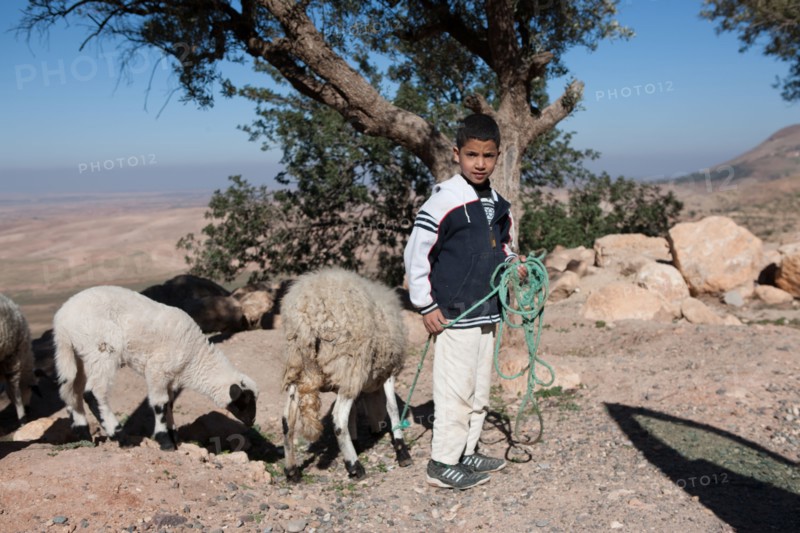 Afrique du nord, Maroc, Marrakech, pied du Haut Atlas, route d'Amizmiz, en direction de Sidi Brahim, jeune berger et ses moutons