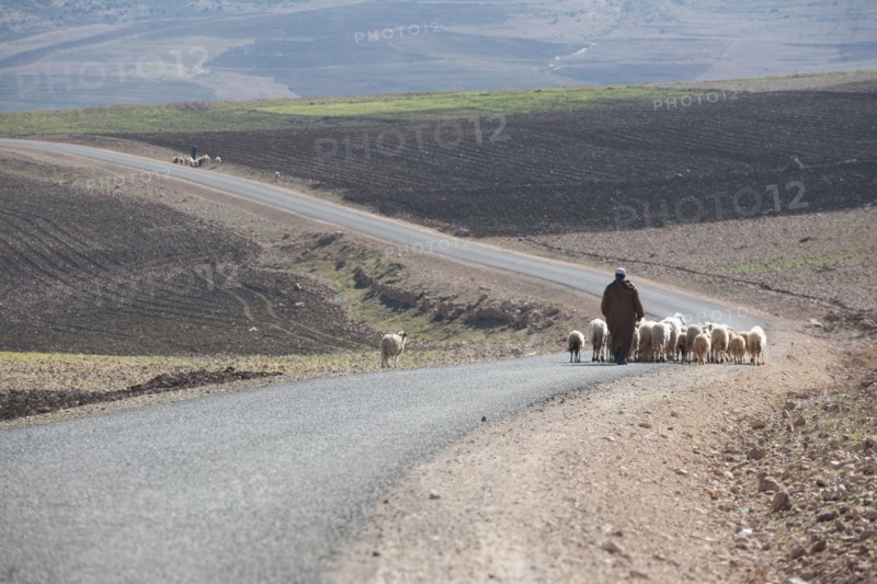 Afrique du nord, Maroc, Marrakech, pied du Haut Atlas, route d'Amizmiz, en direction de Sidi Brahim, berger et moutons