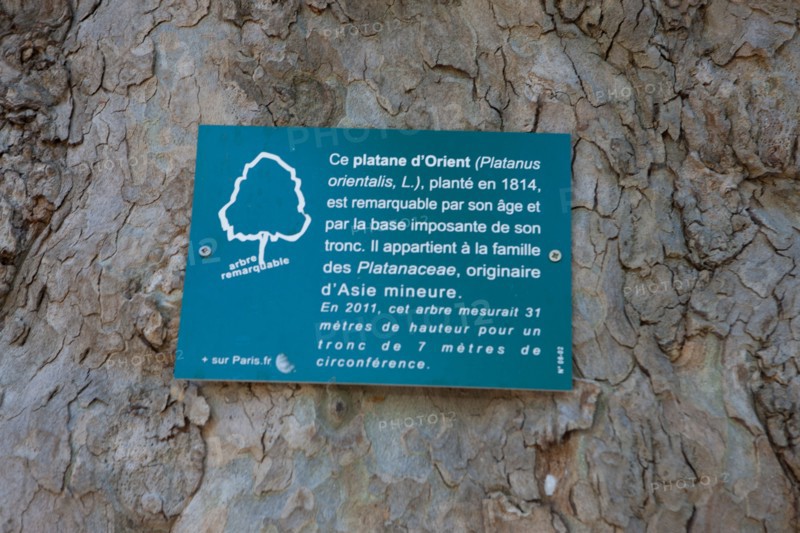 Parc Monceau, Platane D'Orient