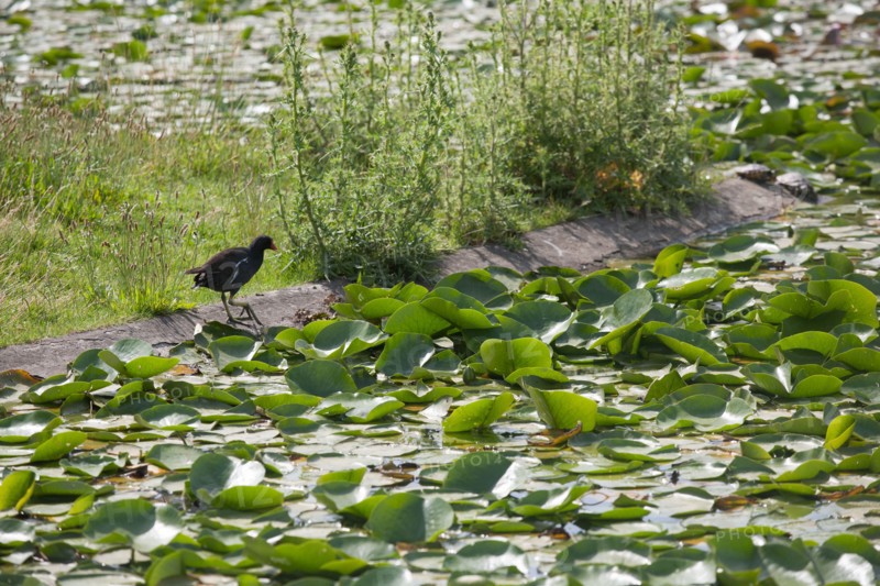 Bois De Vincennes, Parc Floral De Paris