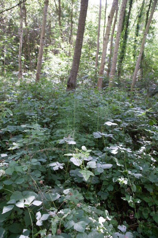 Forêt De Meudon, bois et nature autour de L'étang de Chalais