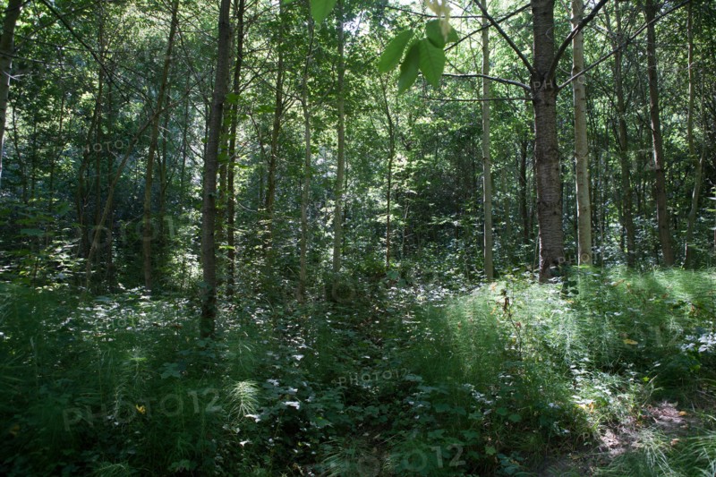 Forêt De Meudon, bois et nature autour de L'étang de Chalais