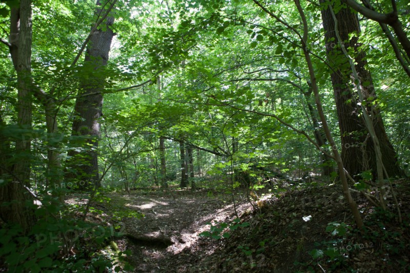 Forêt De Meudon, bois et nature autour de L'étang de Chalais
