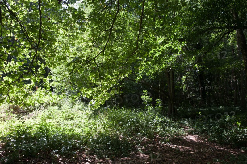 Forêt De Meudon, bois et nature autour de L'étang de Trivaux