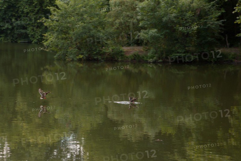 Forêt De Meudon, bois et nature autour de L'étang de Trivaux