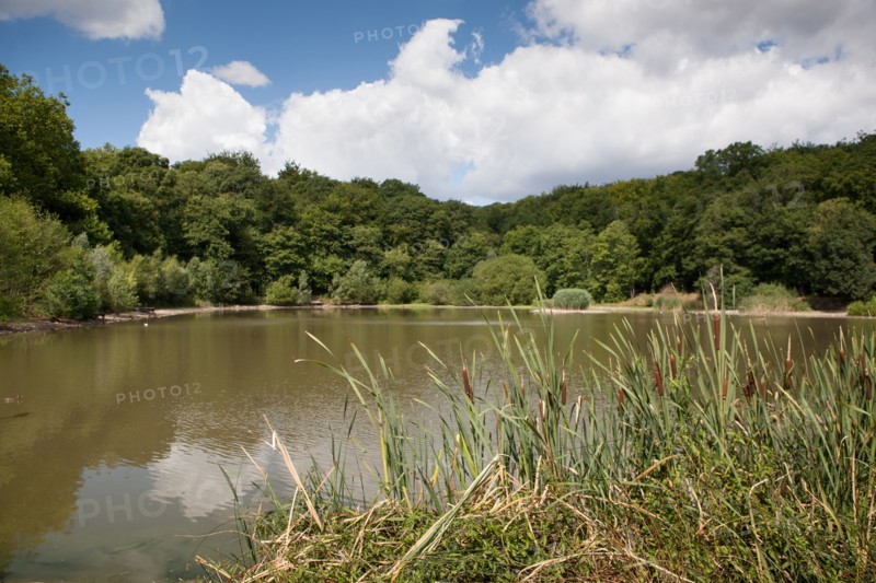 Forêt De Meudon, Bois Et Nature Autour De L'Etang De Meudon