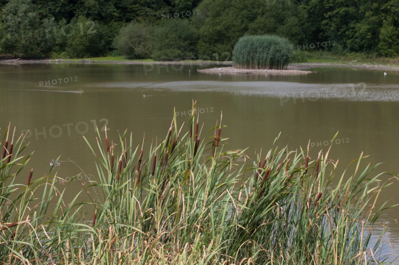 Forêt De Meudon, Bois Et Nature Autour De L'Etang De Meudon