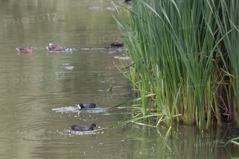 Forêt De Meudon, Bois Et Nature Autour De L'Etang De Meudon