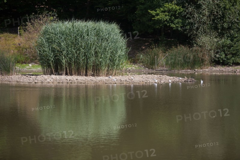 Forêt De Meudon, Bois Et Nature Autour De L'Etang De Meudon