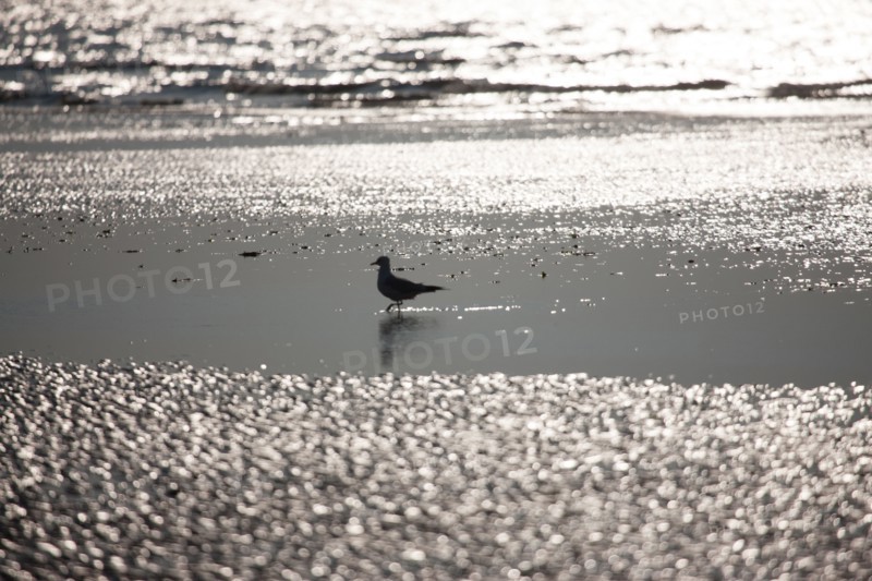 Cabourg, Plage
