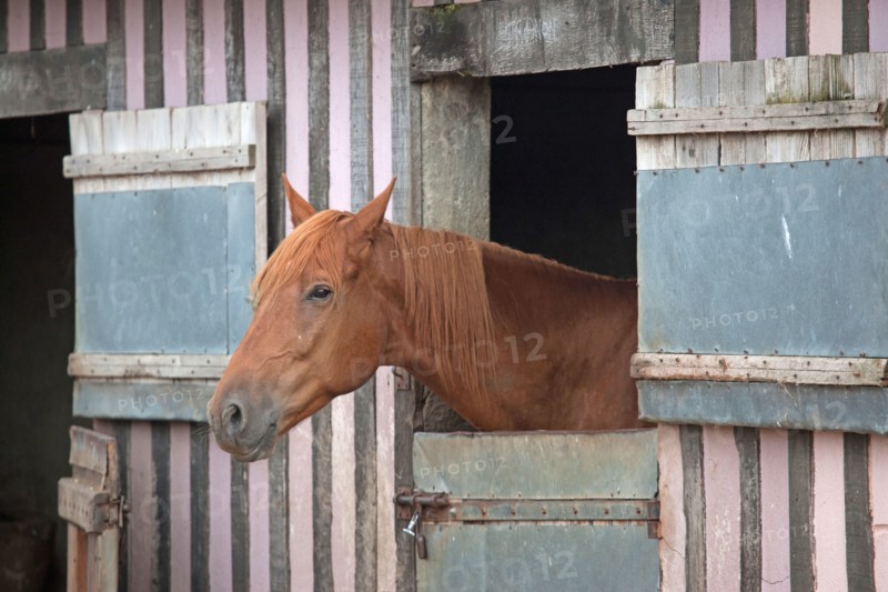 Haras De Pitz, Ecurie Danover