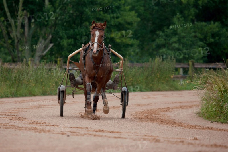 Haras De Pitz, Ecurie Danover