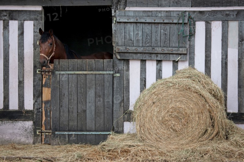 Haras De Pitz, Ecurie Danover