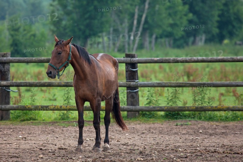 Haras De Pitz, Ecurie Danover