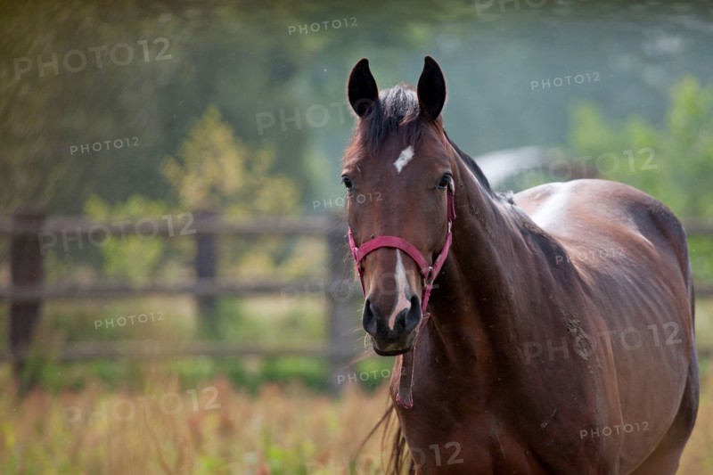 Haras De Pitz, Ecurie Danover