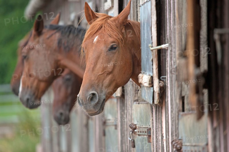 Haras De Pitz, Ecurie Danover