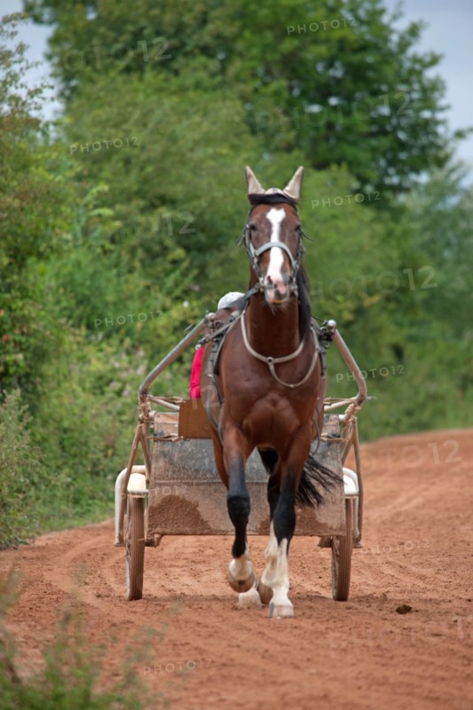 Haras De Pitz, Ecurie Danover