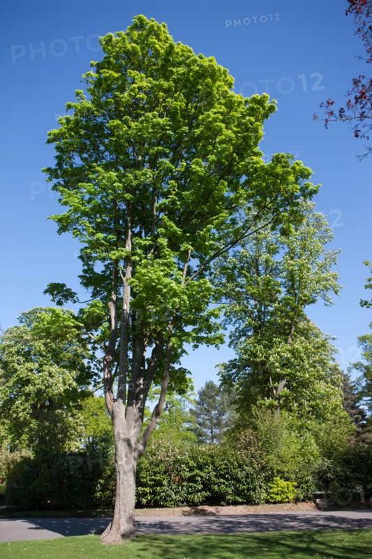 Bois De Boulognejardin Du Prac Catelan