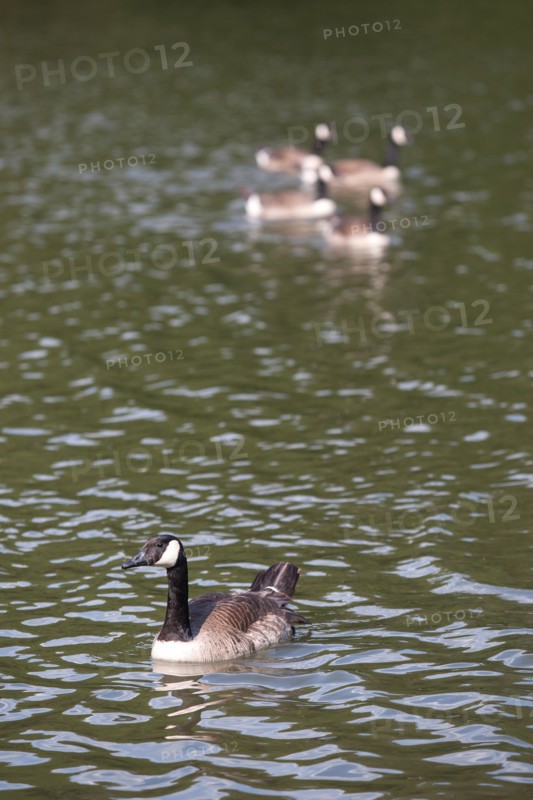 Bois De Vincennes, Lac Des Minimes