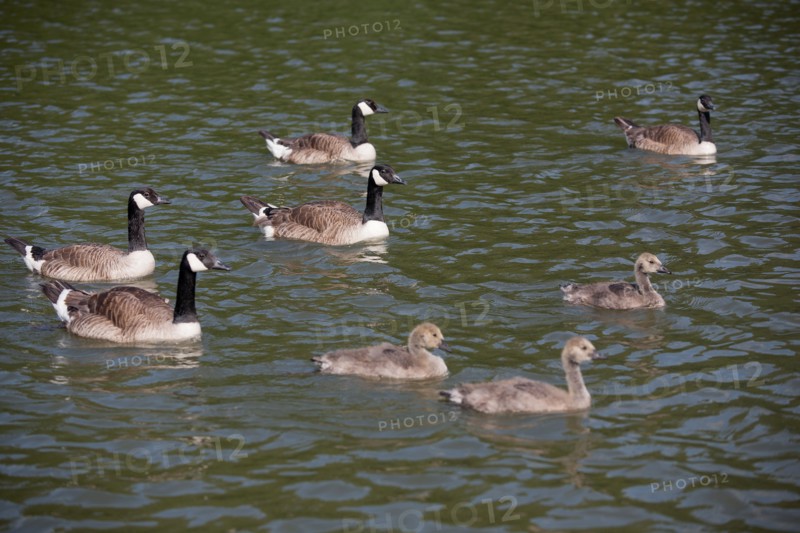 Bois De Vincennes, Lac Des Minimes