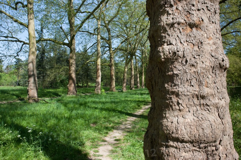 Bois De Vincennes, Allee