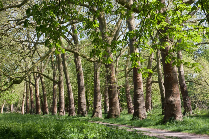 Bois De Vincennes, Allee