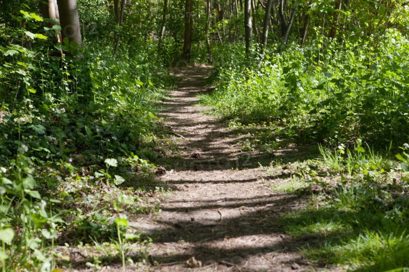Bois De Vincennes, Allee