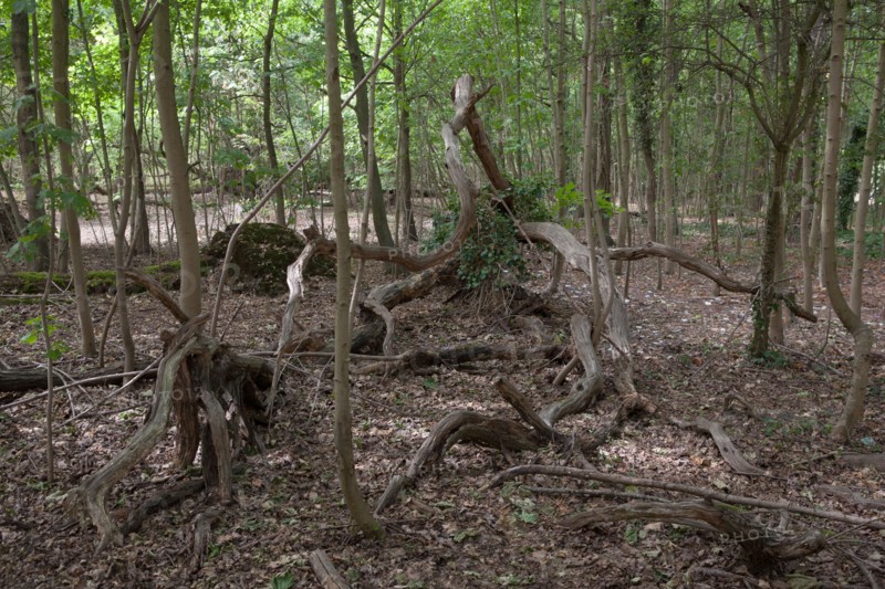 Bois De Boulogne, Tronc D'Arbre Tombac A Terre