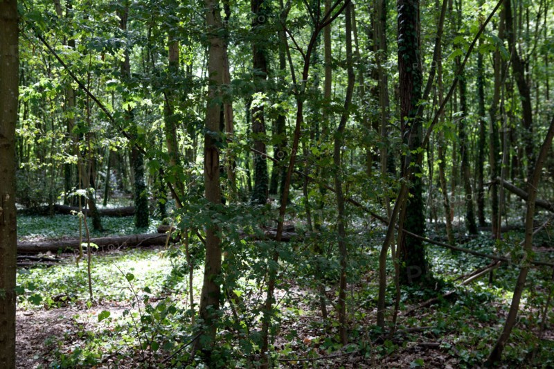 Bois De Boulogne, Bosquet